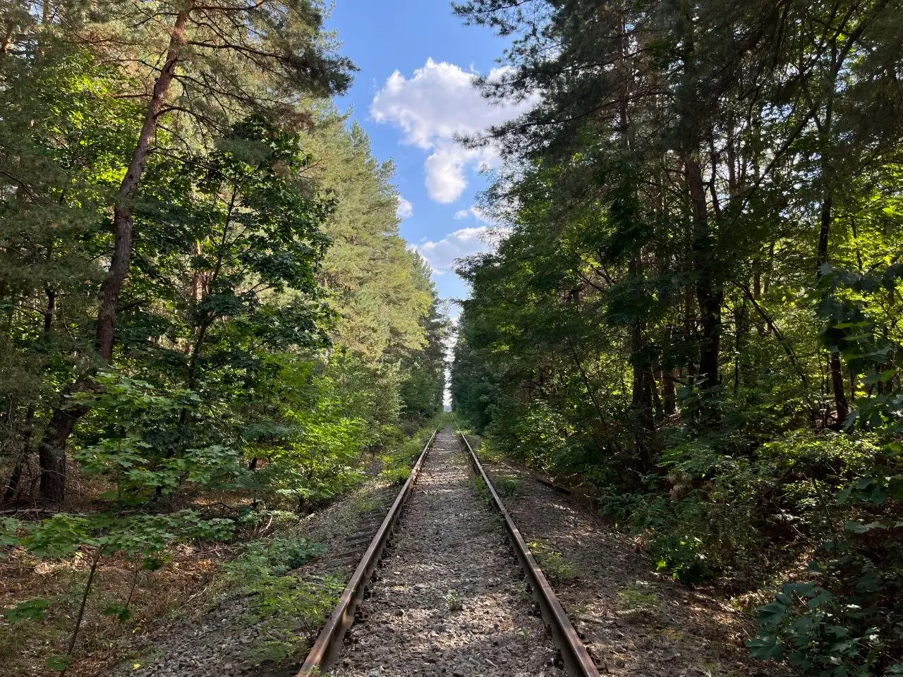 A railroad track running through a lush green forest tunnel on a sunny day.