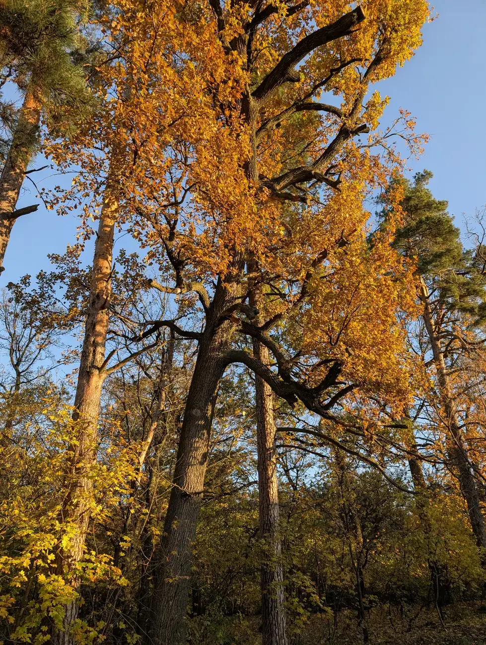Prolisky — Autumn