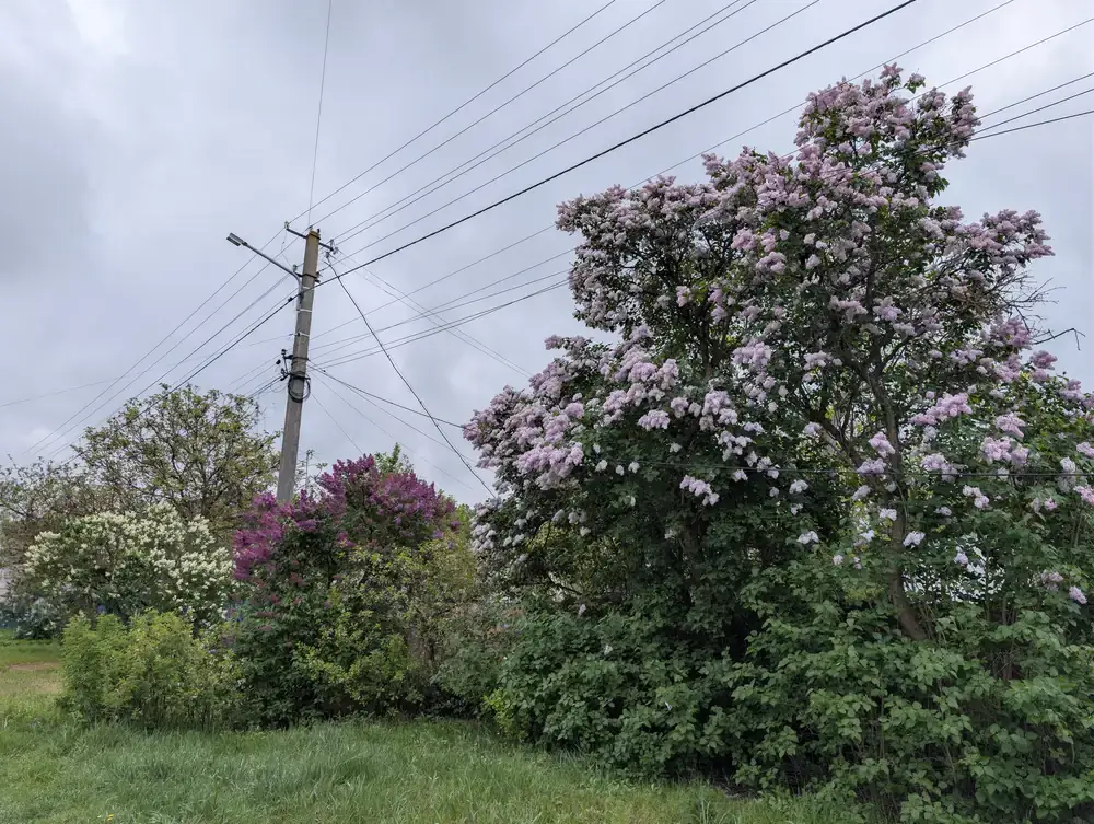 Lilac in spring