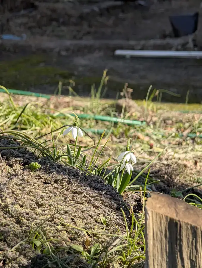 Snowdrops