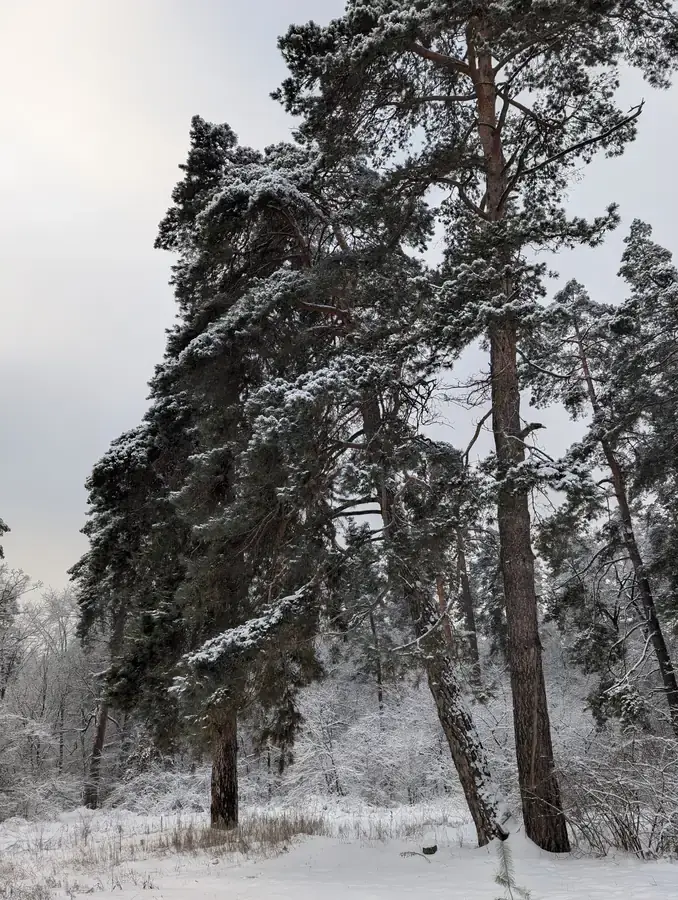 Winter forest